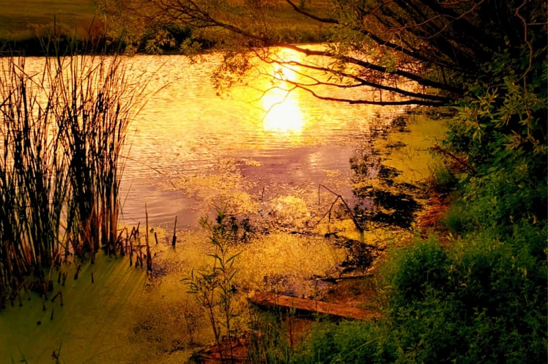 Carl Vincent Camerawork sunset stream