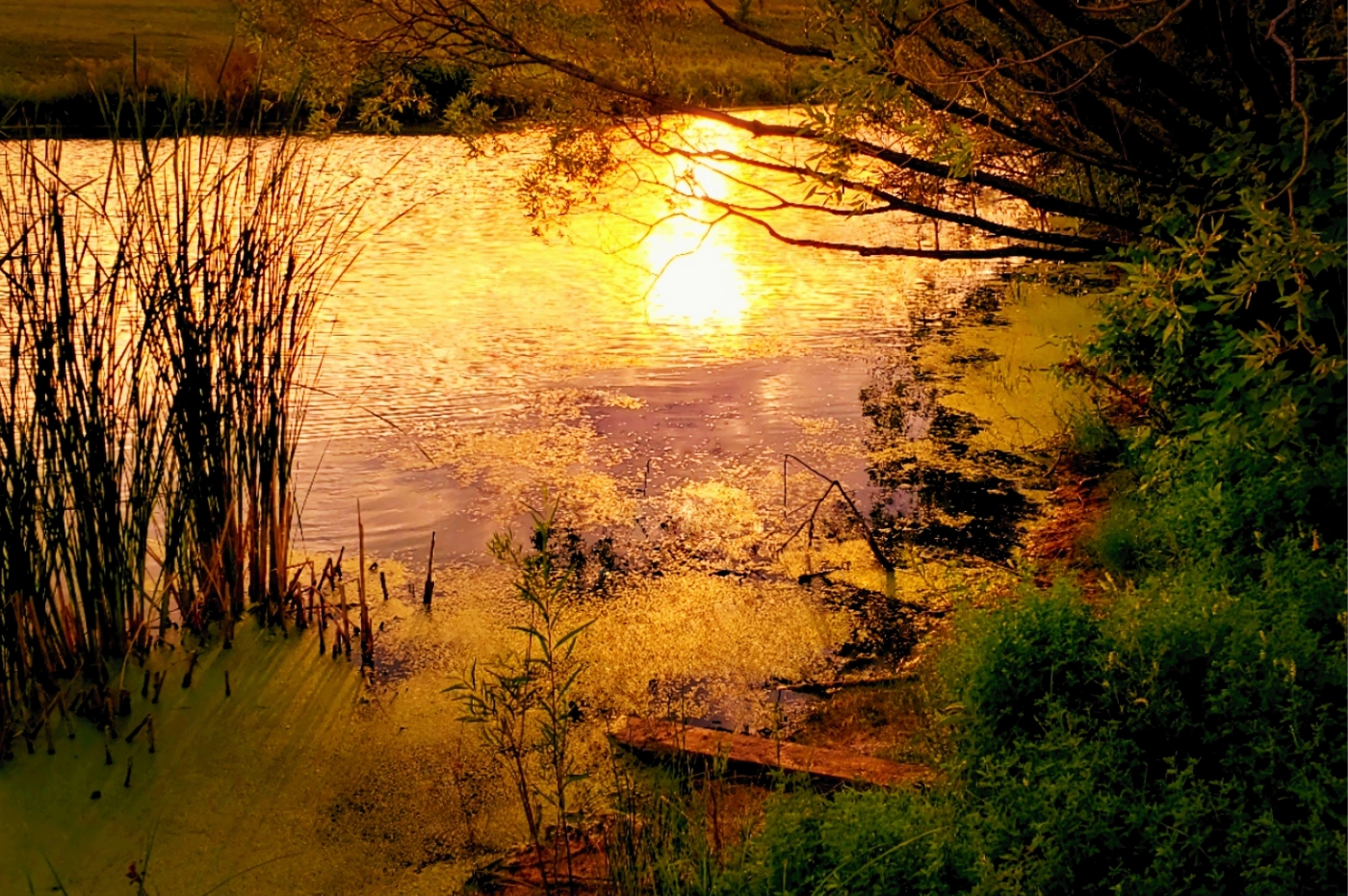 Carl Vincent Camerawork sunset stream